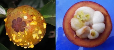 剥开的山竹里有「黄色粑粑」还能吃吗？