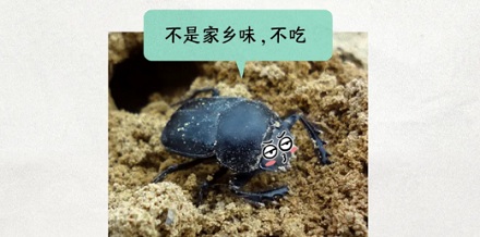 屎壳郎吃屎也会挑食吗?