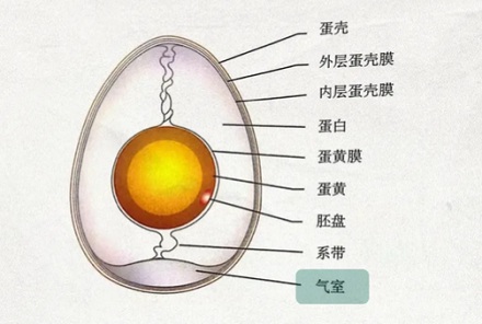 为啥煮熟的鸡蛋里会出现肛门形状的小孔？