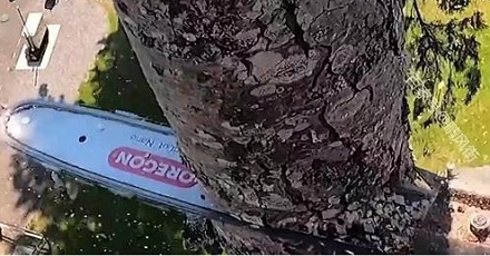 为什么砍树要吧上树一截一截砍，而不是从底部开始砍树？