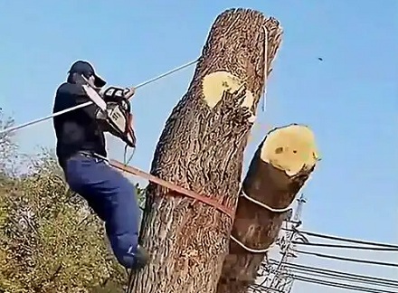 为什么砍树要吧上树一截一截砍，而不是从底部开始砍树？