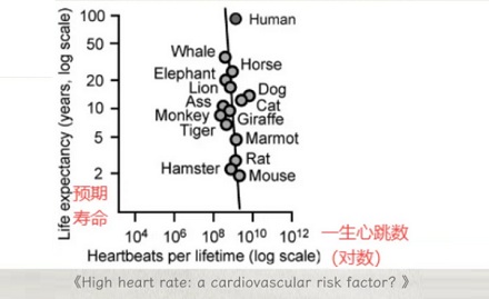 为什么几乎所有哺乳动物的心跳，都是一生 7 亿次左右？