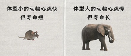 为什么几乎所有哺乳动物的心跳，都是一生 7 亿次左右？