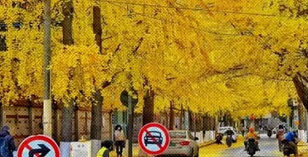 为什么满大街都是银杏树，银否却是濒危物种？