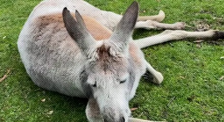 为什么大多数袋鼠到最后，都是饿死的？