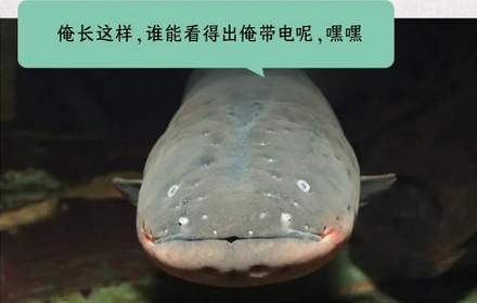 在电被发明之前，电鳗叫什么？