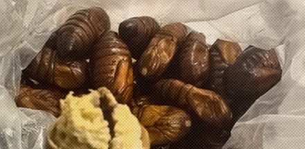 为什么在东北，千万别把蚕蛹放家里超过 15 天？