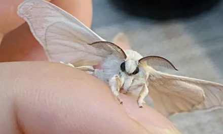 为什么在东北，千万别把蚕蛹放家里超过 15 天？