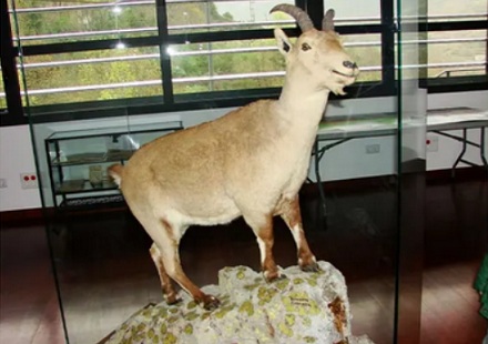 为什么会有动物灭绝了两次？