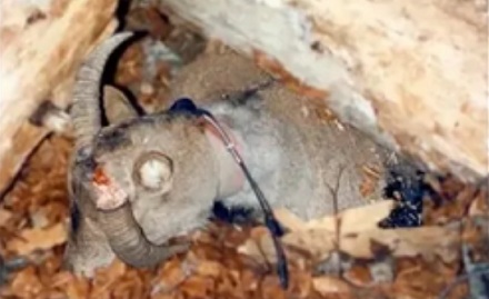 为什么会有动物灭绝了两次？