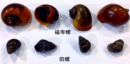 福寿螺明明能致命，为什么名字却是「福寿」？