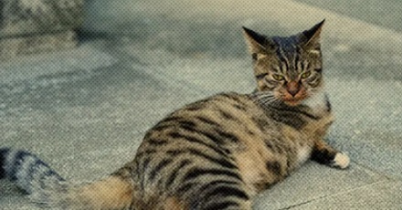 为什么管功夫不好叫「三脚猫」？