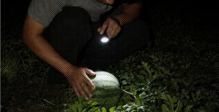 为什么瓜农总在夜深人静时打着手电简挨个敲瓜？