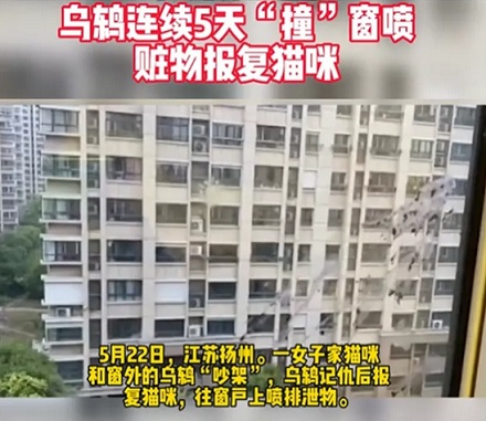 为什么说千万千万不要惹黄嘴的黑鸟？