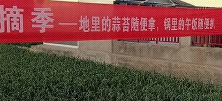 为什么河南农户就算亏本也一定要把蒜薹抽了？放着不抽会怎么样？
