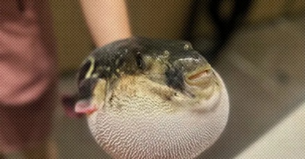 用针扎进膨胀的河豚，河豚会爆炸吗？