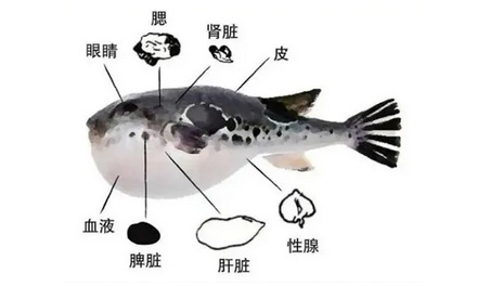 用针扎进膨胀的河豚，河豚会爆炸吗？