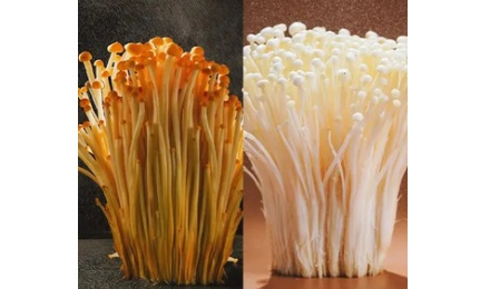 为啥超市里到处都是金针菇，却从来没人在野外见到过？