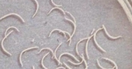 寄生虫会被寄生虫寄生吗？