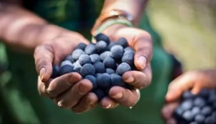 肯尼亚人为什么要在全国到处扔黑色小球？