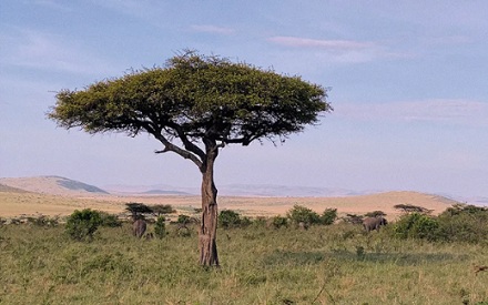 肯尼亚人为什么要在全国到处扔黑色小球？