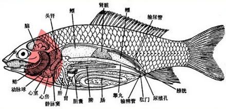 为啥金鱼没了头还能活两周，人却不行？