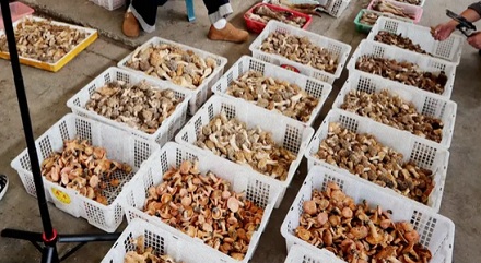 为什么每年 6-9 月全云南的人都在等一条短信？