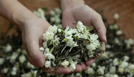 为什么奶茶店都说自己用的是「窨制茉莉」，「窨制」是什么意思？