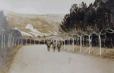 为什么南京的法国梧桐都「劈个大叉」？