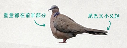 为什么电线上的鸟喜欢面朝同一个方向站？