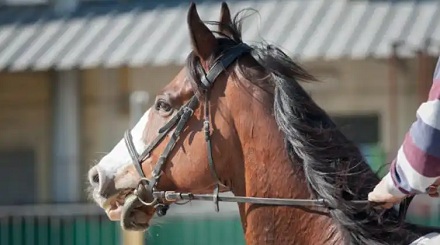 为什么牛要穿鼻环，而不是和马一样用笼头呢？