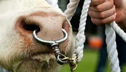 为什么牛要穿鼻环，而不是和马一样用笼头呢？