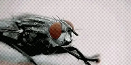 动物死了身上会长蛆，那蛆死了会长蛆吗？