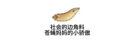 动物死了身上会长蛆，那蛆死了会长蛆吗？