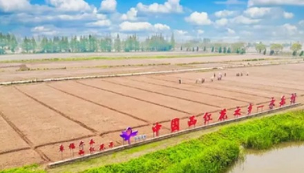 我国最大的藏红花产地，为什么在上海崇明？