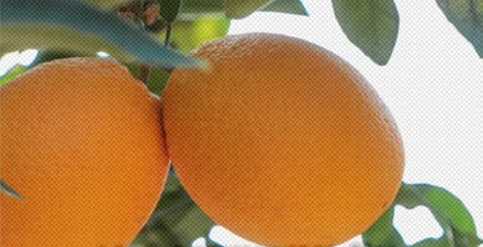 为什么说全世界的脐橙都来自同一棵树？