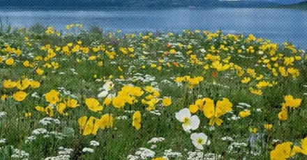 如果让植物一直光合作用，会不会累死？