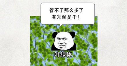 如果让植物一直光合作用，会不会累死？