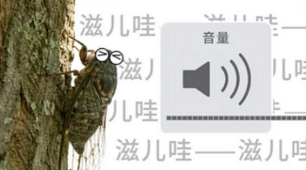 为什么蝉鸣会让人听力受损？
