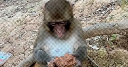 为什么猕猴在被投喂零食后，会去吃两口土？