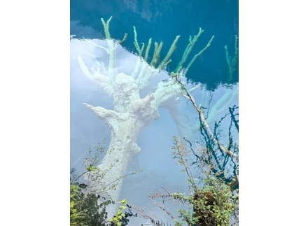 为什么九寨沟里的枯木在水里泡了几百年还没烂？这水是加了防腐剂吗？