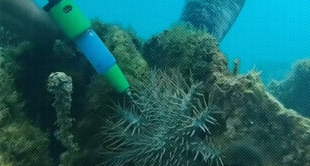 为什么为了保护珊瑚，潜水员们却要给海星打毒针？