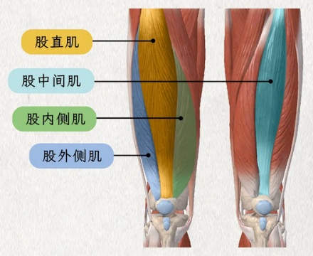 大腿长度，为啥和糖尿病有关？