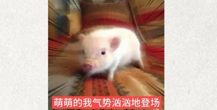 为什么运猪车司机的车技也会影响到猪肉品质？