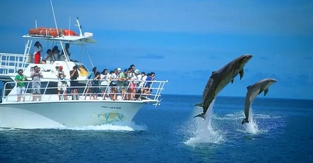 海豚为什么喜欢在轮船前面游？