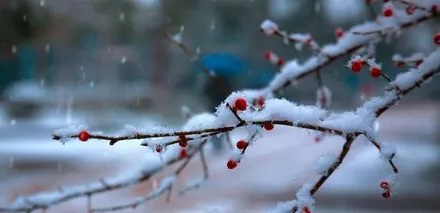 为什么说「梅花香自苦寒来」？