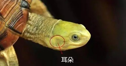 乌龟有耳朵吗？