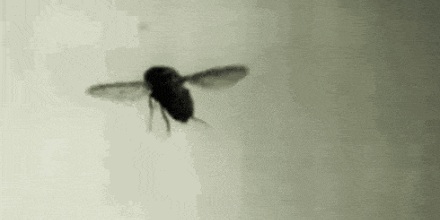为什么苍蝇没头了还能飞？