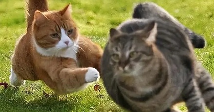 猫为什么动不动就疯了一样乱跑？