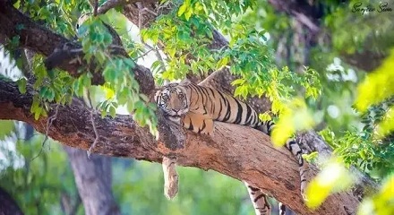自然界中的老虎会爬树吗？